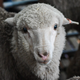 One of the new lambs born from 50-year-old semen.